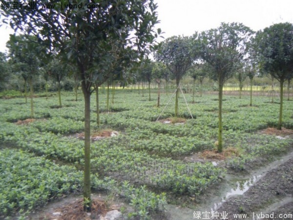 <a href='http://www.hn123.net.cn/linmuzhongzi/1765.html' target='_blank'>海桐種子</a>