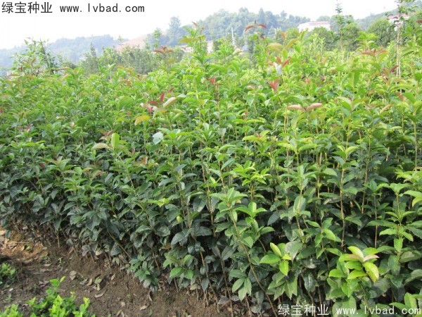 <a href='http://www.hn123.net.cn/linmuzhongzi/1768.html' target='_blank'>桂花</a><a href='http://www.hn123.net.cn/' target='_blank'>種子</a>