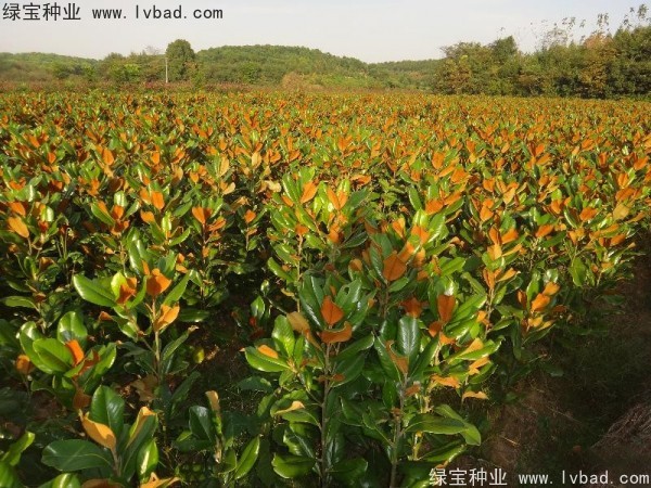 廣<a href='http://www.hn123.net.cn/linmuzhongzi/1813.html' target='_blank'>玉蘭種子</a>