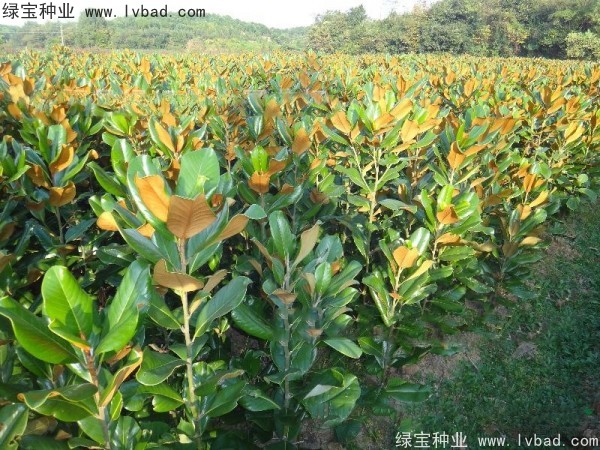 廣<a href='http://www.hn123.net.cn/linmuzhongzi/1813.html' target='_blank'>玉蘭種子</a>