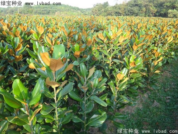 <a href='http://www.hn123.net.cn/linmuzhongzi/1770.html' target='_blank'>廣玉蘭種子</a>