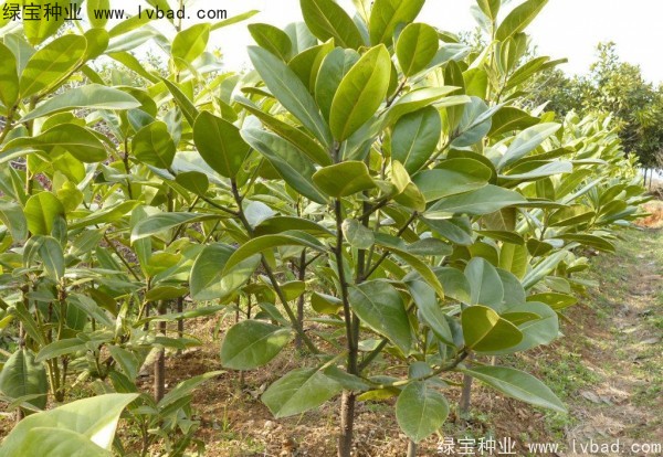 <a href='http://www.hn123.net.cn/linmuzhongzi/1770.html' target='_blank'>廣玉蘭種子</a>