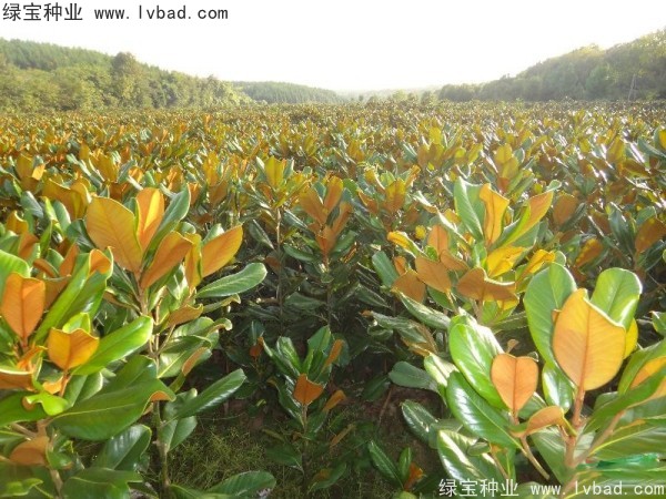 廣<a href='http://www.hn123.net.cn/linmuzhongzi/1813.html' target='_blank'>玉蘭</a><a href='http://www.hn123.net.cn/' target='_blank'>種子</a>