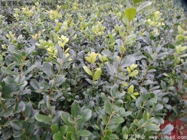 <a href='http://www.hn123.net.cn/linmuzhongzi/1771.html' target='_blank'>構(gòu)骨種子</a>