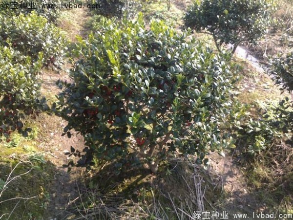 <a href='http://www.hn123.net.cn/linmuzhongzi/1771.html' target='_blank'>構(gòu)骨</a><a href='http://www.hn123.net.cn/' target='_blank'>種子</a>