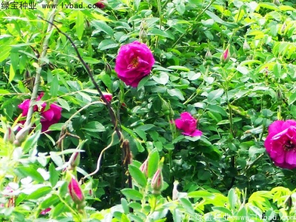 紅刺梅<a href='http://www.hn123.net.cn/' target='_blank'>種子</a>
