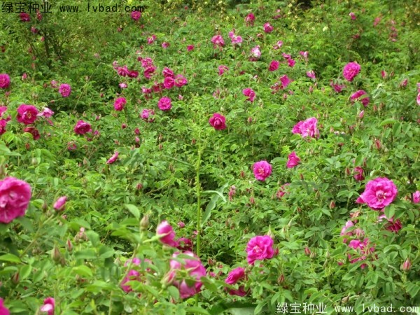 <a href='http://www.hn123.net.cn/linmuzhongzi/1774.html' target='_blank'>紅刺梅種子</a>