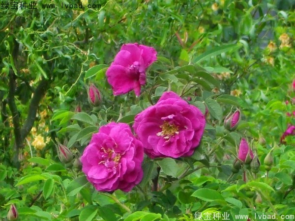 <a href='http://www.hn123.net.cn/linmuzhongzi/1774.html' target='_blank'>紅刺梅種子</a>