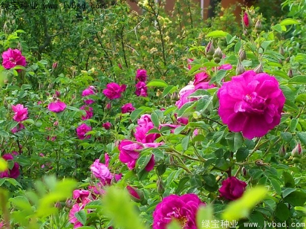 <a href='http://www.hn123.net.cn/linmuzhongzi/1774.html' target='_blank'>紅刺梅種子</a>