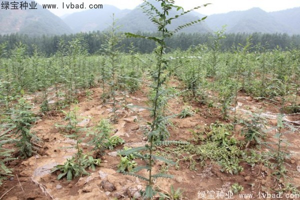 <a href='http://www.hn123.net.cn/linmuzhongzi/1776.html' target='_blank'>皂角種子</a>