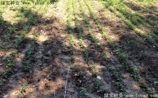 <a href='http://www.hn123.net.cn/linmuzhongzi/1776.html' target='_blank'>皂角種子</a>