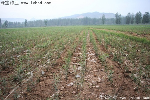 <a href='http://www.hn123.net.cn/linmuzhongzi/1776.html' target='_blank'>皂角</a><a href='http://www.hn123.net.cn/' target='_blank'>種子</a>