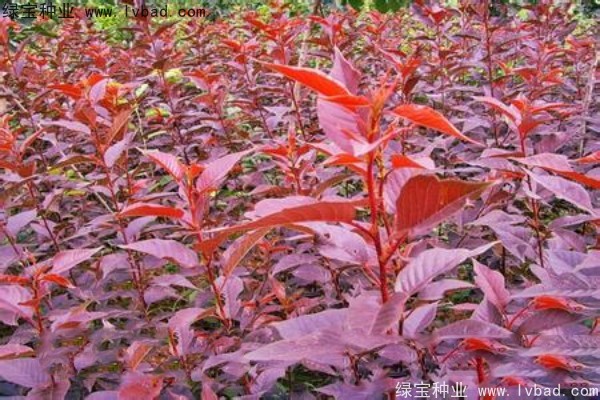 <a href='http://www.hn123.net.cn/linmuzhongzi/1777.html' target='_blank'>櫻花種子</a>