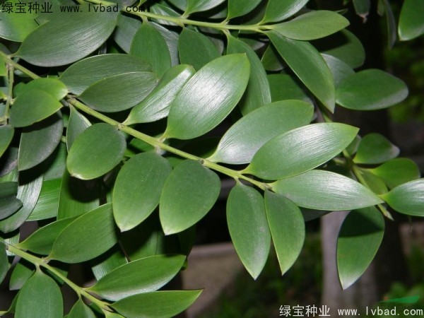 <a href='http://www.hn123.net.cn/linmuzhongzi/1779.html' target='_blank'>竹柏種子</a>