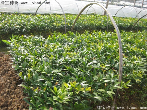 <a href='http://www.hn123.net.cn/linmuzhongzi/1779.html' target='_blank'>竹柏種子</a>