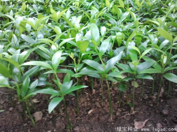竹柏<a href='http://www.hn123.net.cn/' target='_blank'>種子</a>
