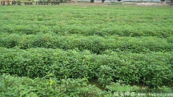 香樟樹<a href='http://www.hn123.net.cn/' target='_blank'>種子</a>