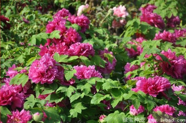 <a href='http://www.hn123.net.cn/linmuzhongzi/1785.html' target='_blank'>牡丹種子</a>
