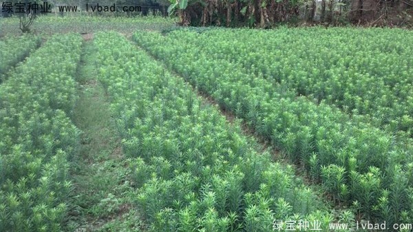 <a href='http://www.hn123.net.cn/linmuzhongzi/1786.html' target='_blank'>羅漢松種子</a>