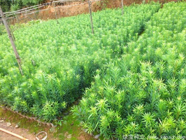 羅漢松<a href='http://www.hn123.net.cn/' target='_blank'>種子</a>