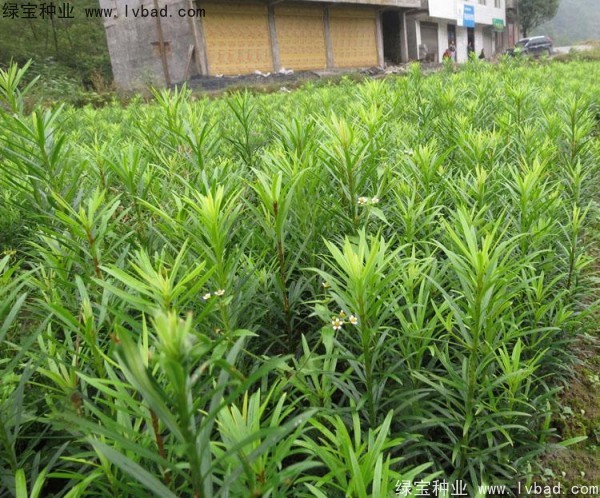 羅漢松<a href='http://www.hn123.net.cn/' target='_blank'>種子</a>