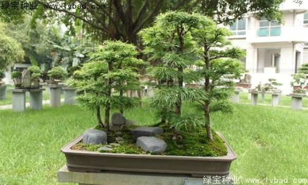 <a href='http://www.hn123.net.cn/linmuzhongzi/1788.html' target='_blank'>金錢松種子</a>