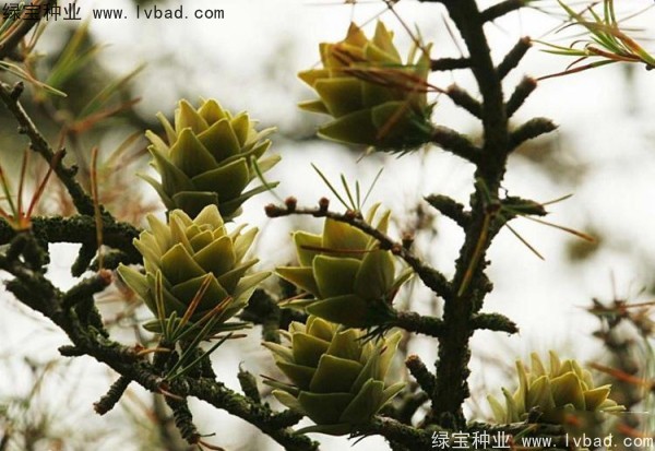 金錢松<a href='http://www.hn123.net.cn/' target='_blank'>種子</a>