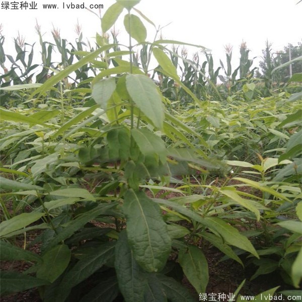 <a href='http://www.hn123.net.cn/linmuzhongzi/1790.html' target='_blank'>臘梅種子</a>