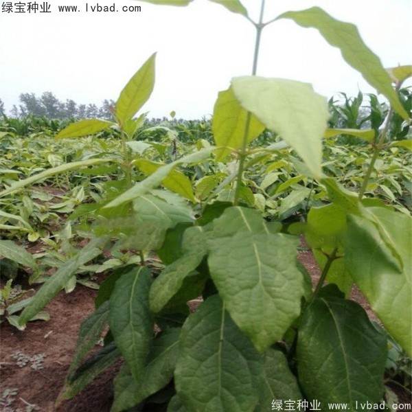 <a href='http://www.hn123.net.cn/linmuzhongzi/1790.html' target='_blank'>臘梅種子</a>