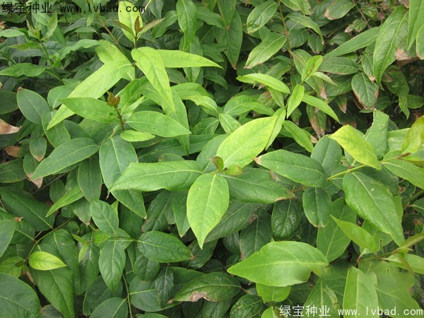 <a href='http://www.hn123.net.cn/linmuzhongzi/1790.html' target='_blank'>臘梅種子</a>
