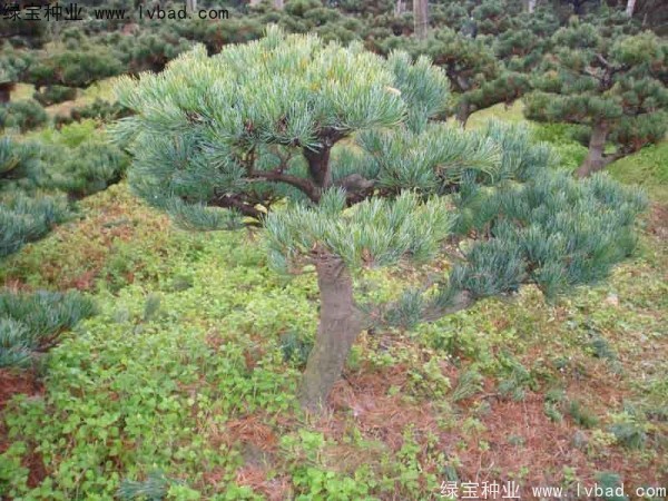 <a href='http://www.hn123.net.cn/linmuzhongzi/1792.html' target='_blank'>大阪松種子</a>