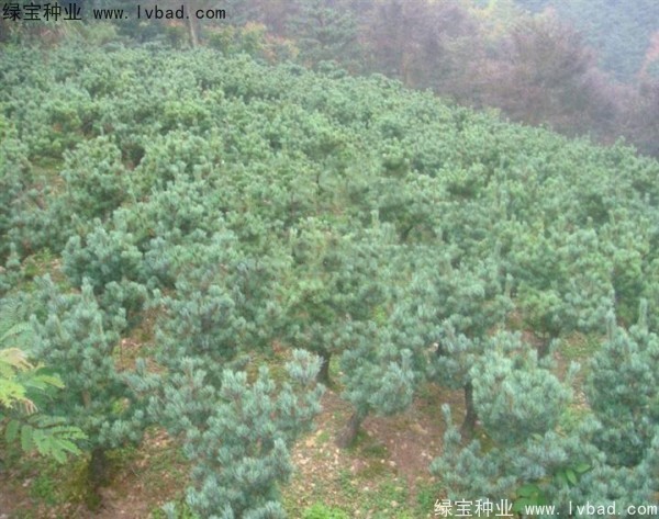 <a href='http://www.hn123.net.cn/linmuzhongzi/1792.html' target='_blank'>大阪松</a><a href='http://www.hn123.net.cn/' target='_blank'>種子</a>