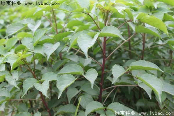 <a href='http://www.hn123.net.cn/linmuzhongzi/1793.html' target='_blank'>重陽木種子</a>