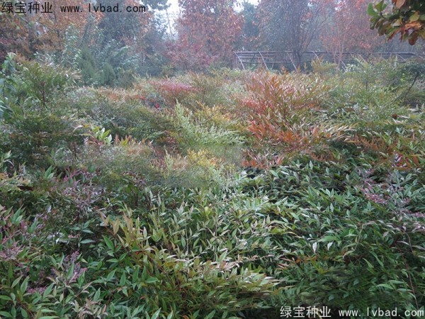 <a href='http://www.hn123.net.cn/linmuzhongzi/1800.html' target='_blank'>紅天竹種子</a>