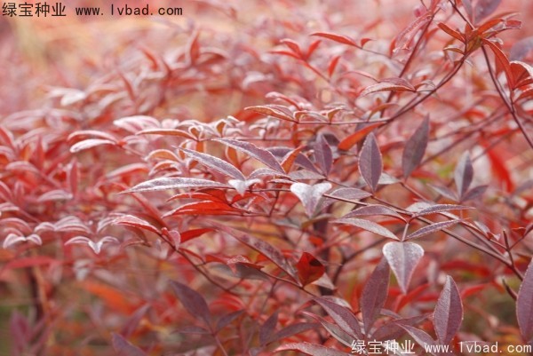 <a href='http://www.hn123.net.cn/linmuzhongzi/1800.html' target='_blank'>紅天竹種子</a>