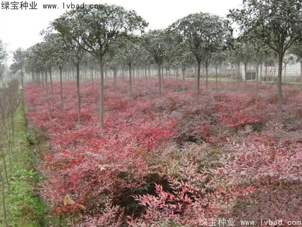 <a href='http://www.hn123.net.cn/linmuzhongzi/1800.html' target='_blank'>紅天竹</a><a href='http://www.hn123.net.cn/' target='_blank'>種子</a>