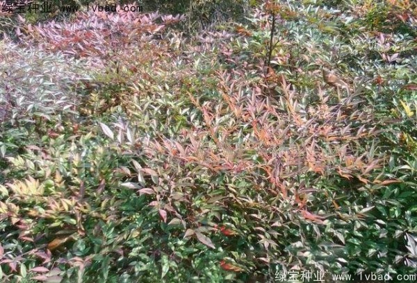 紅天竹<a href='http://www.hn123.net.cn/' target='_blank'>種子</a>