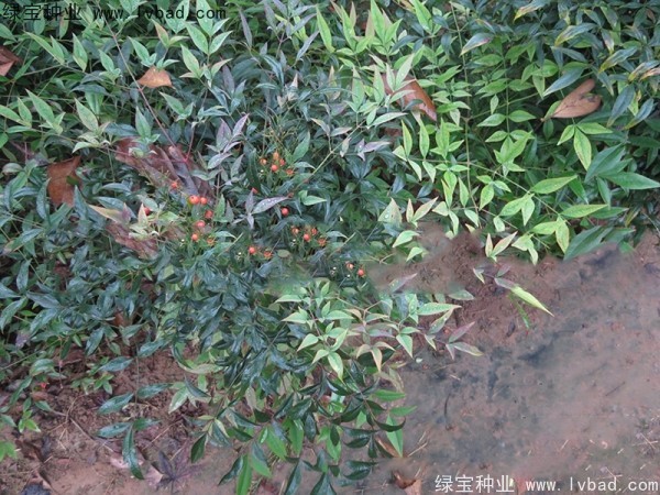 <a href='http://www.hn123.net.cn/linmuzhongzi/1800.html' target='_blank'>紅天竹種子</a>