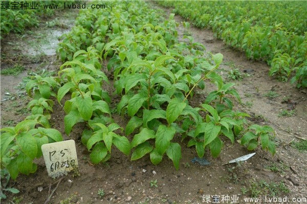 <a href='http://www.hn123.net.cn/linmuzhongzi/1805.html' target='_blank'>君遷子種子</a>