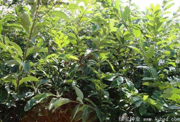 <a href='http://www.hn123.net.cn/linmuzhongzi/1805.html' target='_blank'>君遷子種子</a>