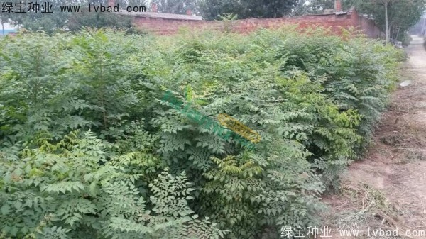<a href='http://www.hn123.net.cn/linmuzhongzi/1807.html' target='_blank'>北欒種子</a>