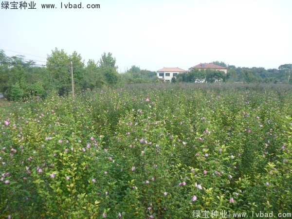 木槿<a href='http://www.hn123.net.cn/' target='_blank'>種子</a>