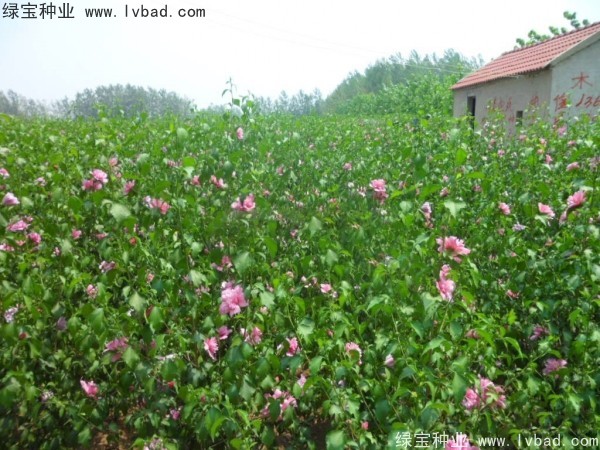 <a href='http://www.hn123.net.cn/linmuzhongzi/1808.html' target='_blank'>木槿種子</a>