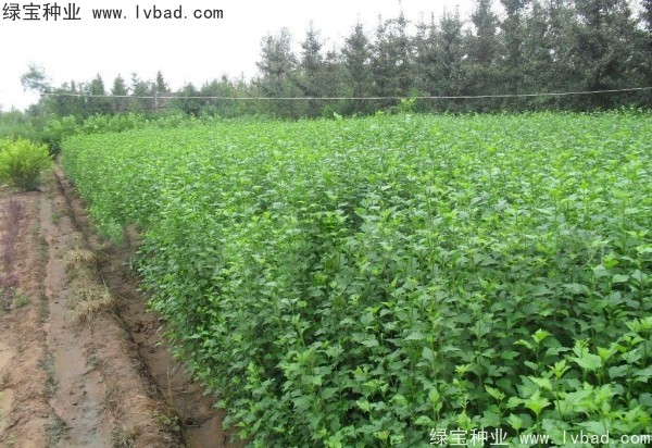 木槿<a href='http://www.hn123.net.cn/' target='_blank'>種子</a>