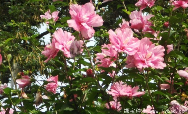 <a href='http://www.hn123.net.cn/linmuzhongzi/1808.html' target='_blank'>木槿</a><a href='http://www.hn123.net.cn/' target='_blank'>種子</a>