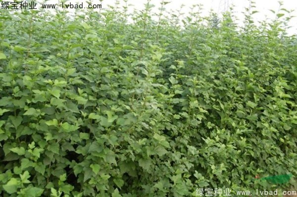 <a href='http://www.hn123.net.cn/linmuzhongzi/1808.html' target='_blank'>木槿種子</a>