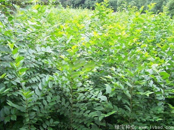 大葉<a href='http://www.hn123.net.cn/linmuzhongzi/1755.html' target='_blank'>樸樹</a><a href='http://www.hn123.net.cn/' target='_blank'>種子</a>