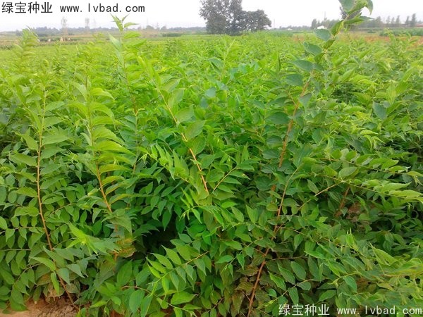 大葉<a href='http://www.hn123.net.cn/linmuzhongzi/1755.html' target='_blank'>樸樹種子</a>