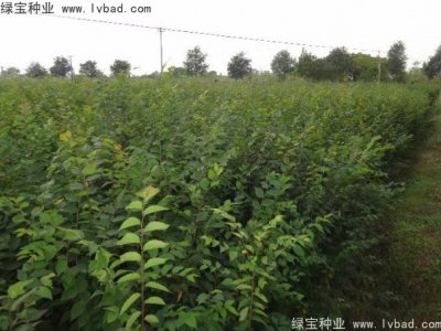 大葉樸樹(shù)種子