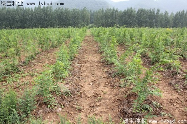 <a href='http://www.hn123.net.cn/linmuzhongzi/1809.html' target='_blank'>大葉樸樹</a><a href='http://www.hn123.net.cn/' target='_blank'>種子</a>